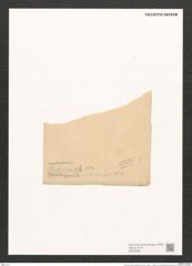 Navicula archeriana O'Meara (de-Toni-Nr.: Genus 1, Species 217) Zeichnungen Sammlung Grunow (NHMW-BOT-W0366885)